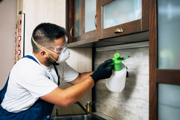 Best Termite Control Services  in Morrilton, AR