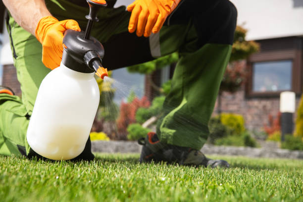 Best Residential Pest Control  in Morrilton, AR