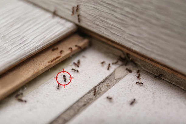 Spider Control Near Me in Morrilton, AR