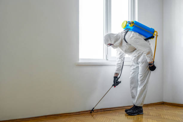 Best Ant Control Services  in Morrilton, AR