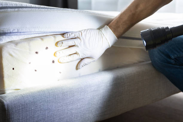 Best Affordable Exterminators  in Morrilton, AR