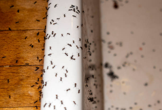 Best Best Pest Control Companies  in Morrilton, AR