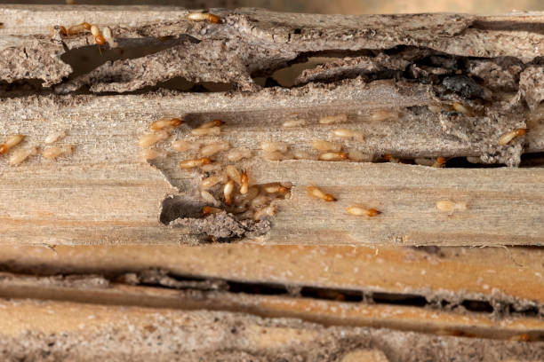 Best Residential Pest Control  in Morrilton, AR
