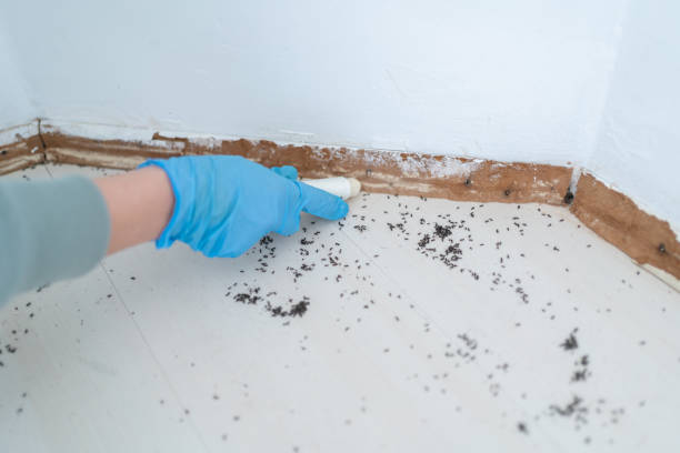 Best Insect Control  in Morrilton, AR