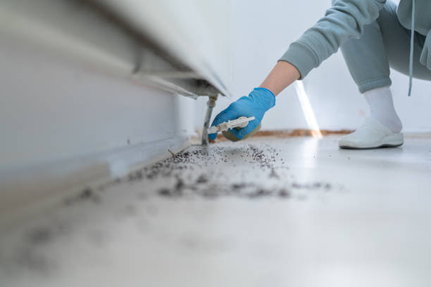 Best Spider Control Near Me  in Morrilton, AR